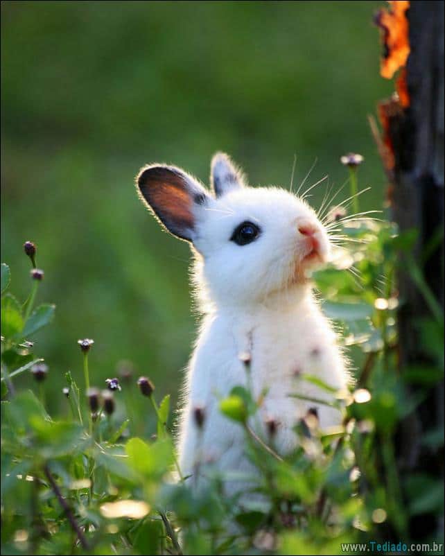 os-coelhos-mais-fofos-do-mundo-25