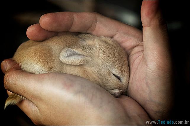 os-coelhos-mais-fofos-do-mundo-26