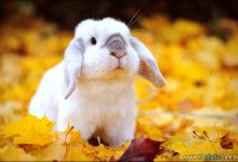 37 animais que aprecia o Outono Mágico 8
