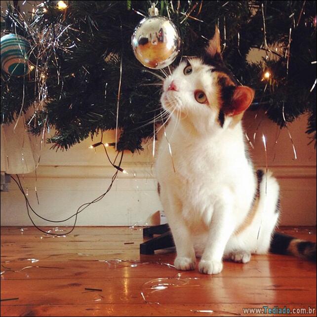 gatos-ajudando-a-decorar-arvore-de-natal-12