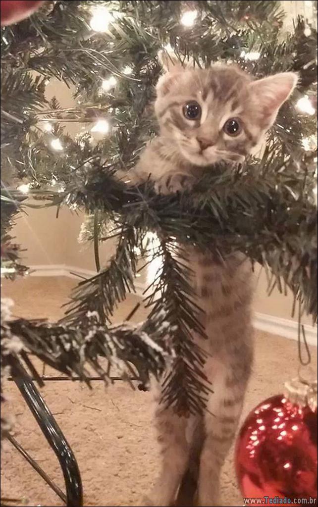 gatos-ajudando-a-decorar-arvore-de-natal-13