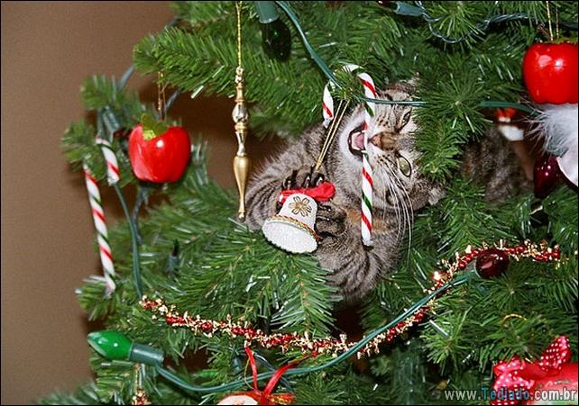 gatos-ajudando-a-decorar-arvore-de-natal-14