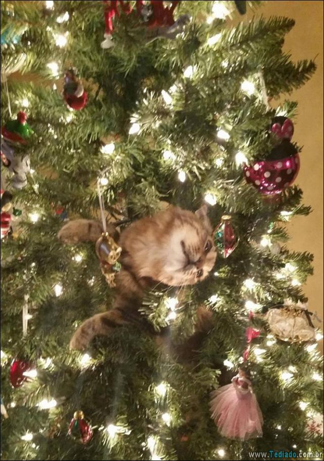 gatos-ajudando-a-decorar-arvore-de-natal-20