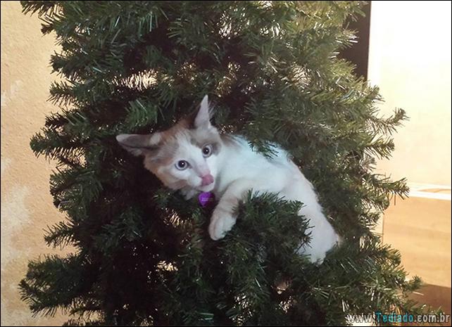 gatos-ajudando-a-decorar-arvore-de-natal-23