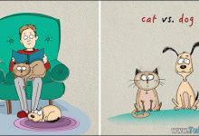 6 Diferenças entre Gatos e Cachorros 37