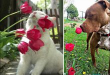 44 Animais que gostam de flores 7