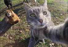 A vida de um gato partir da suas Selfie 42