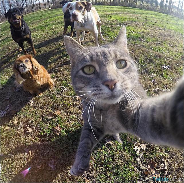 gato-que-adorar-tirar-selfie-03