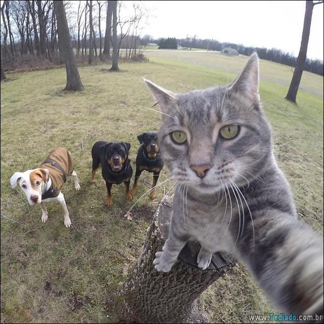 gato-que-adorar-tirar-selfie-05
