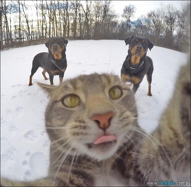 gato-que-adorar-tirar-selfie-07