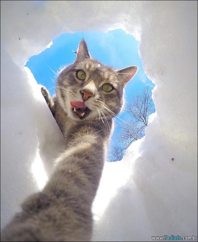 gato-que-adorar-tirar-selfie-08