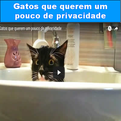 Gatos que querem um pouco de privacidade t-links - t link 04 - T-Links #227 – Links da semana - foto t-link-04 t-links - t link 04 - T-Links #227 – Links da semana