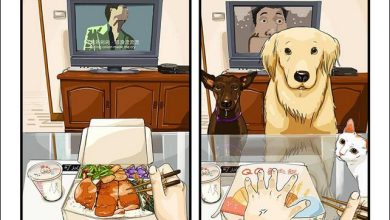 8 exemplo de vida antes e depois de ter um cachorro 16