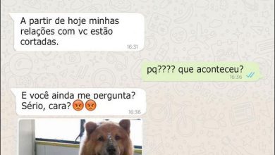 10 conversar com cachorro no WhatsApp 22