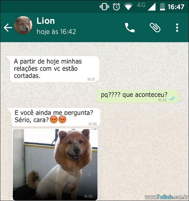 conversar-whatsapp-cachorro-03