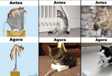 Antes Vs Agora: Como a tecnologia mudou a vida dos gatos (15 fotos) 7