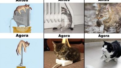 Antes Vs Agora: Como a tecnologia mudou a vida dos gatos (15 fotos) 25