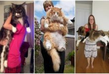 16 gatos grandes, que não parecem ser animais de estimação 10