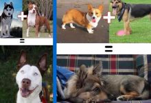 O resultado do amor de cães com raças diferentes (10 fotos) 8