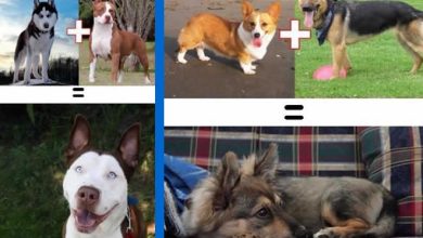 O resultado do amor de cães com raças diferentes (10 fotos) 43
