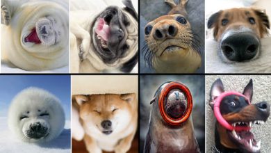 Focas são realmente cachorros do oceano (40 fotos) 31