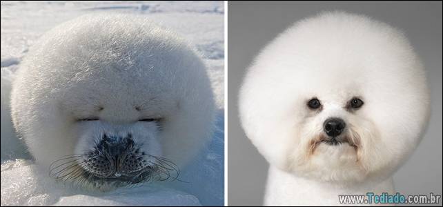 focas-sao-cachorros-oceanos-17