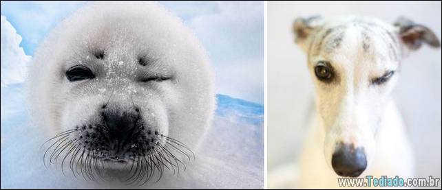 focas-sao-cachorros-oceanos-23