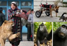 17 melhores fotos de animais que vão fazer você feliz 22
