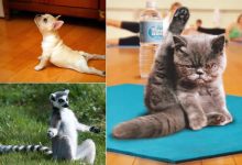 25 animais que faz Yoga melhor do que você 37