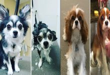 30 fotos engraçadas de cachorro antes e depois do banho 35