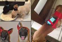 19 proprietários de cachorros e suas ideias malucas 11