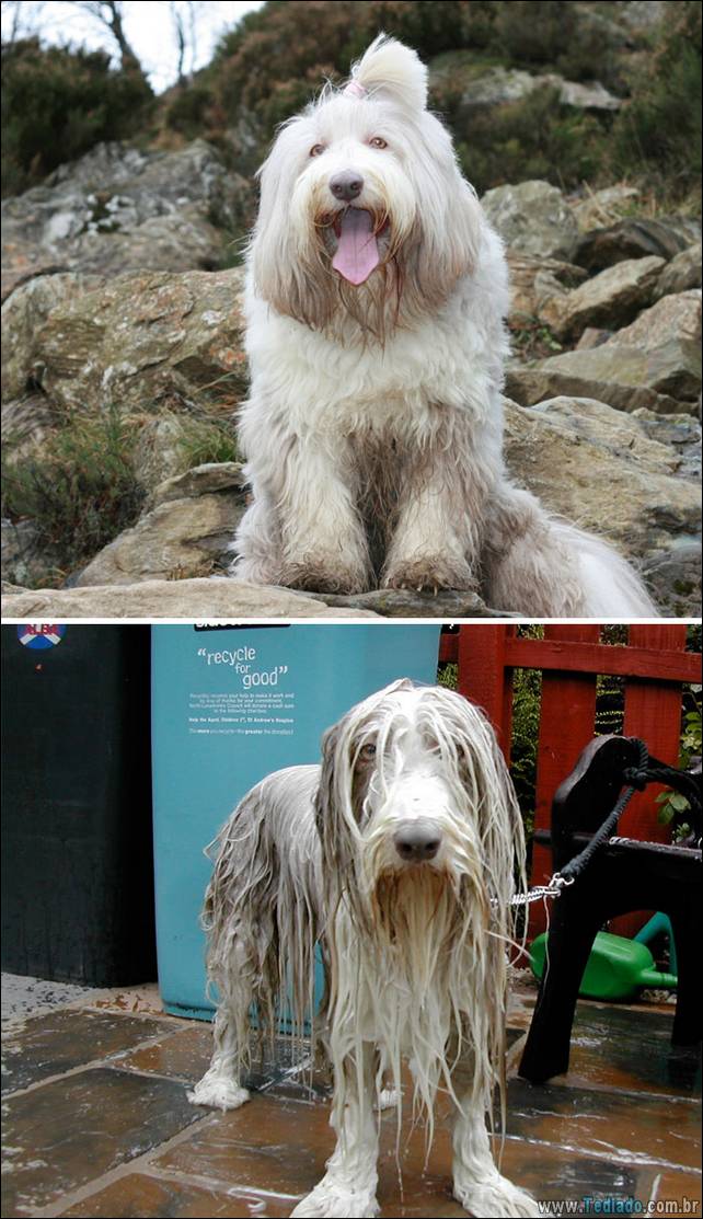 cachorros-antes-e-depois-do-banho-09