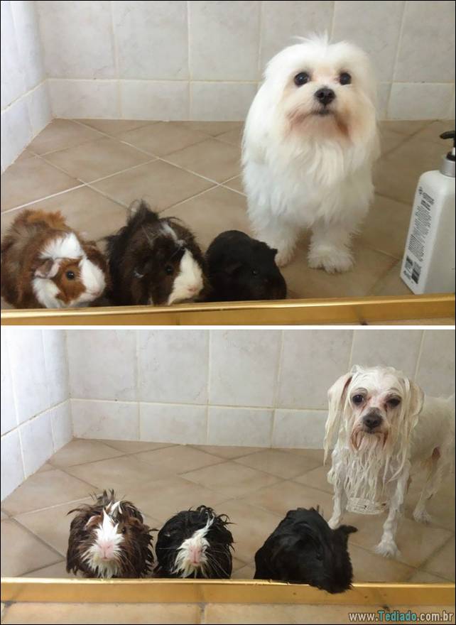 cachorros-antes-e-depois-do-banho-15