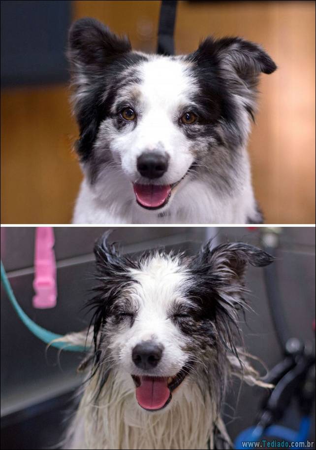 cachorros-antes-e-depois-do-banho-17