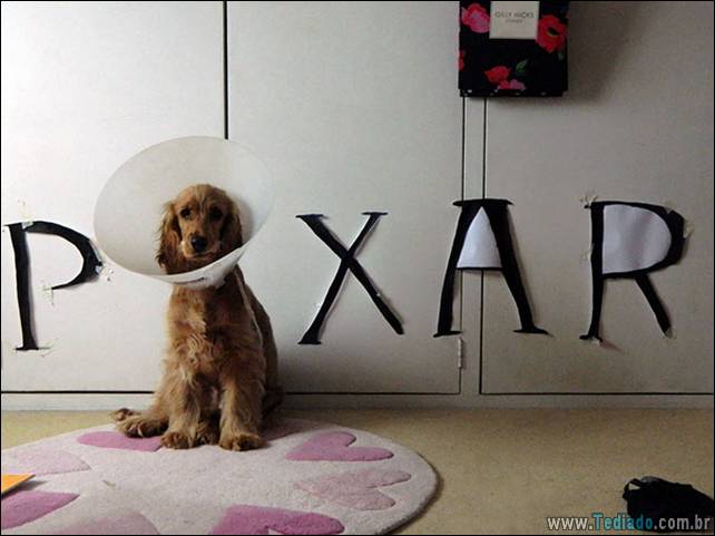 cachorros - cachorros e suas ideias malucas 11 - 19 proprietários de cachorros e suas ideias malucas - foto cachorros-e-suas-ideias-malucas-11 cachorros - cachorros e suas ideias malucas 11 - 19 proprietários de cachorros e suas ideias malucas
