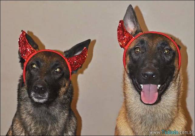 cachorros - cachorros e suas ideias malucas 12 - 19 proprietários de cachorros e suas ideias malucas - foto cachorros-e-suas-ideias-malucas-12 cachorros - cachorros e suas ideias malucas 12 - 19 proprietários de cachorros e suas ideias malucas