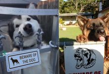 22 cachorros perigosos por trás da placa 