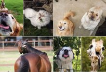 41 animais em momentos hilários que vai fazer você rir 38