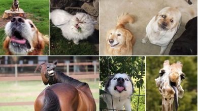 41 animais em momentos hilários que vai fazer você rir 25