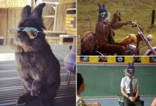 Alguém pôs um óculos de sol em um coelho e começou épica batalha no photoshop (22 fotos) 10