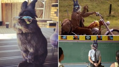 Alguém pôs um óculos de sol em um coelho e começou épica batalha no photoshop (22 fotos) 9