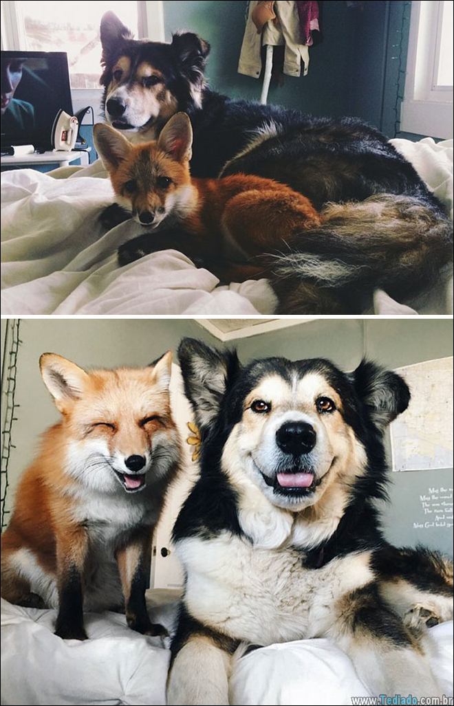 25 Antes e depois de animais que cresceu juntos 15
