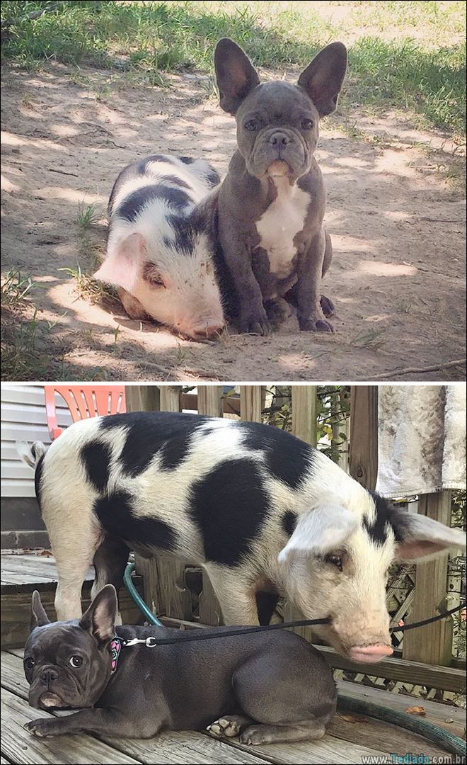 25 Antes e depois de animais que cresceu juntos 16