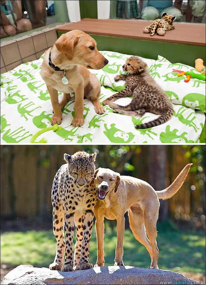 25 Antes e depois de animais que cresceu juntos 17