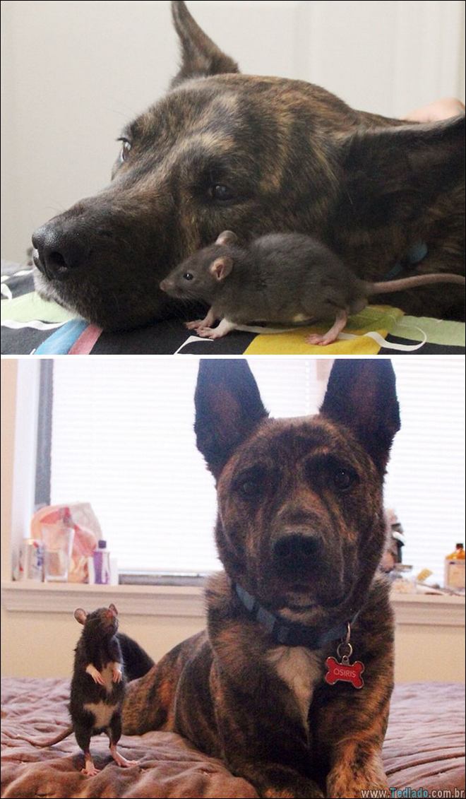 25 Antes e depois de animais que cresceu juntos 21