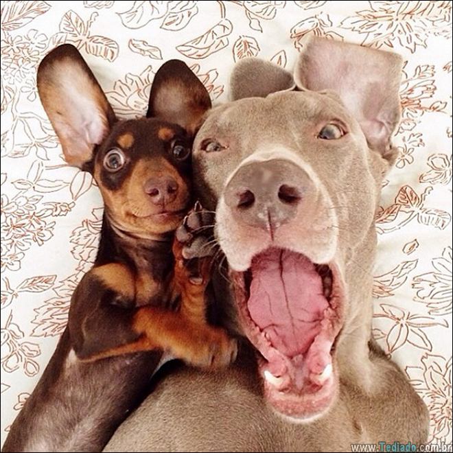 26 Selfies de animais que o farão sorrir 10