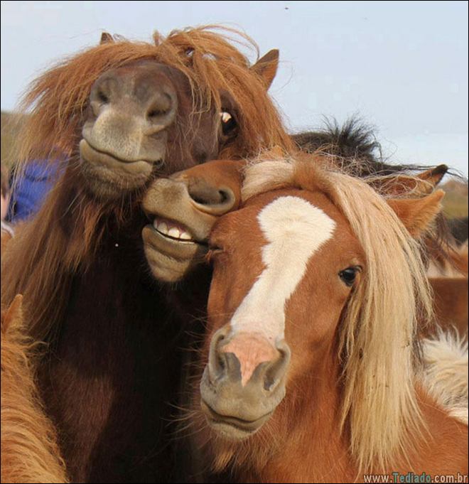 26 Selfies de animais que o farão sorrir 11