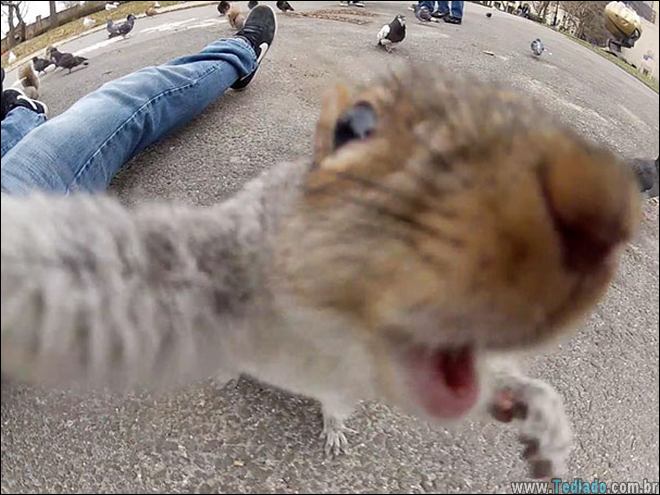 26 Selfies de animais que o farão sorrir 13