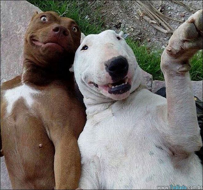 26 Selfies de animais que o farão sorrir 15