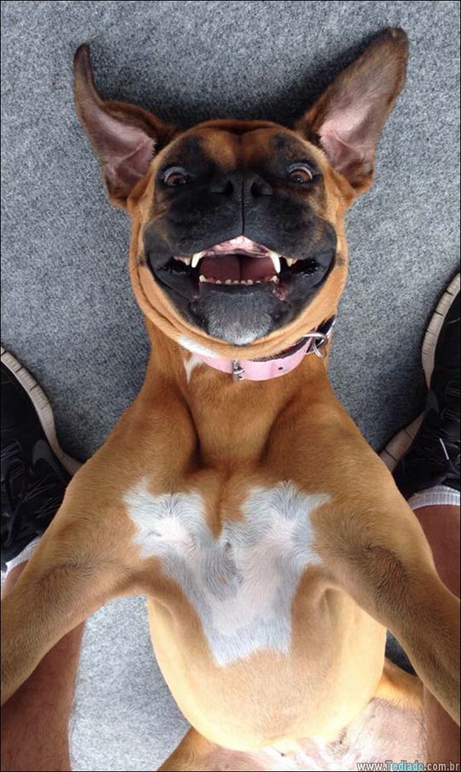 26 Selfies de animais que o farão sorrir 16